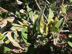 Image de Austropuccinia psidii (G. Winter) Beenken 2017