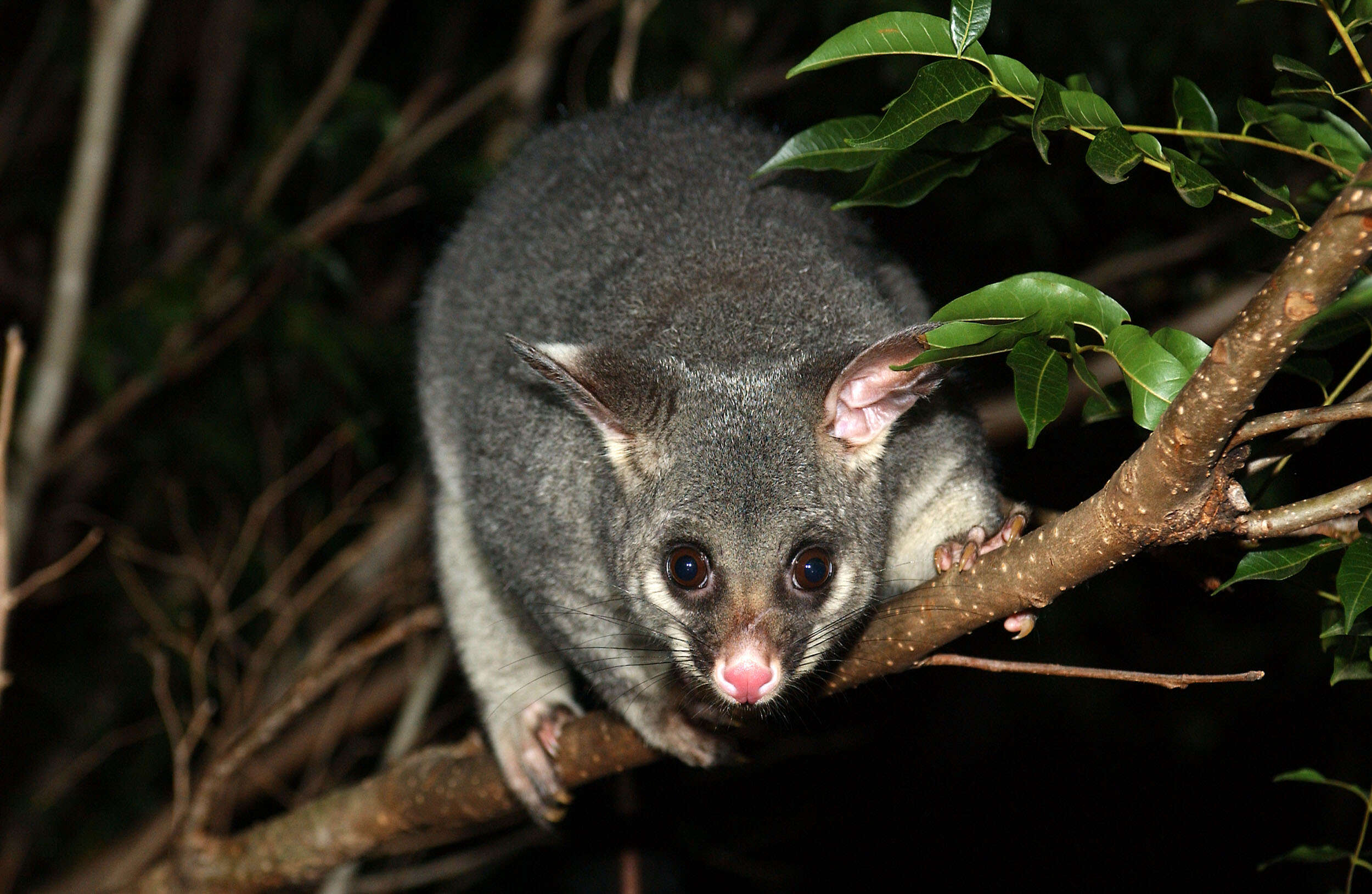 Image of brushtail possums and cuscuses