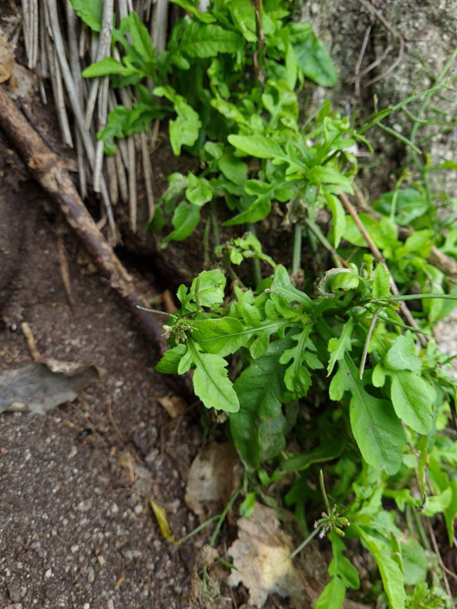 Image of Rorippa divaricata (Hook. fil.) Garn.-Jones & Jonsell