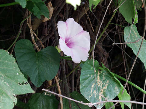 Imagem de Stictocardia tiliifolia (Desr.) Hall. fil.