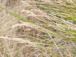 Image of Poa anceps G. Forst.