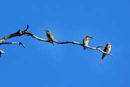 Image of Rainbow Bee-eater