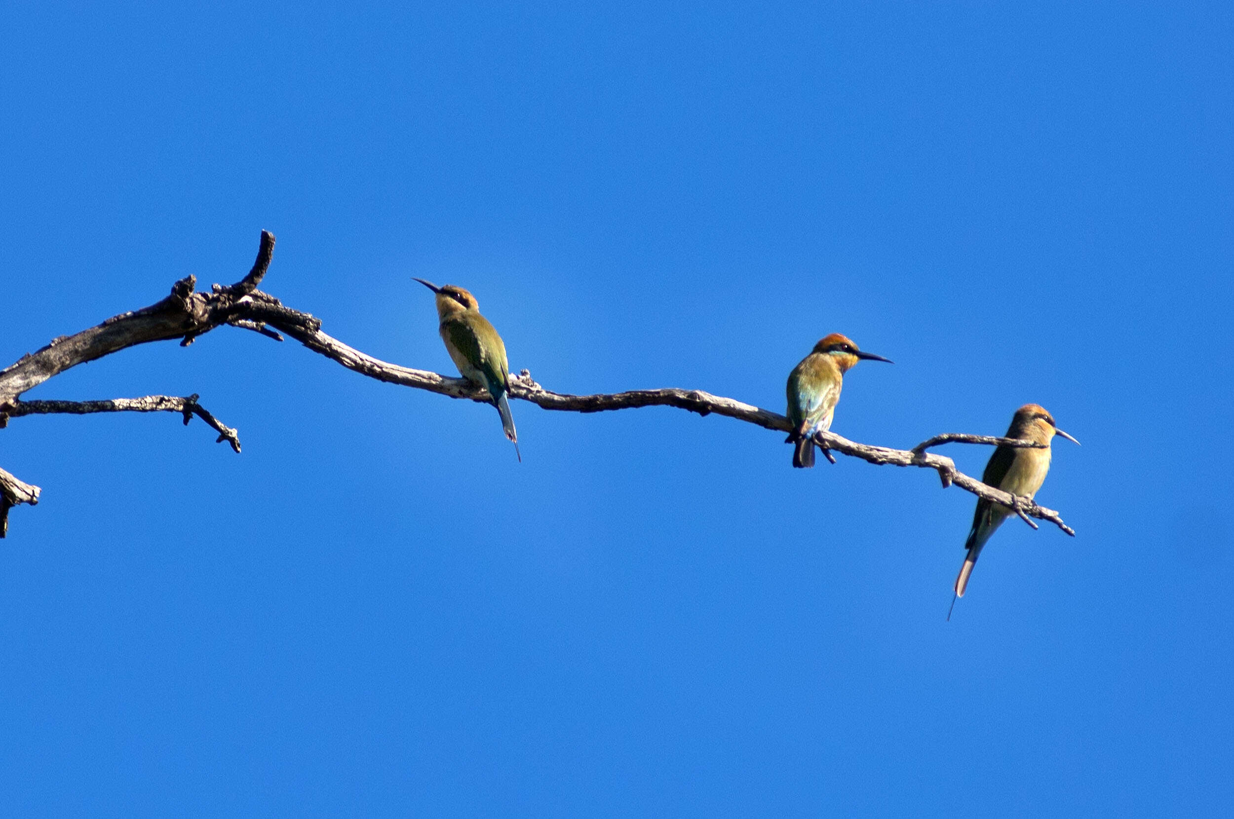 Image of Rainbow Bee-eater