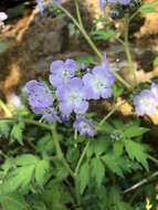 Phacelia bipinnatifida Michx. resmi