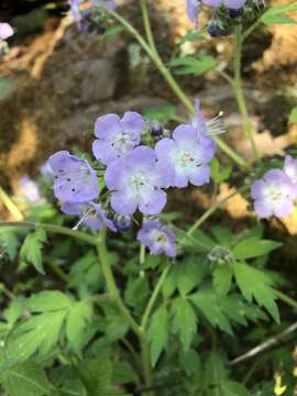 Phacelia bipinnatifida Michx. resmi