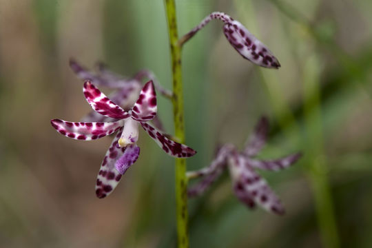 Image of Blotched hyacinth-orchid