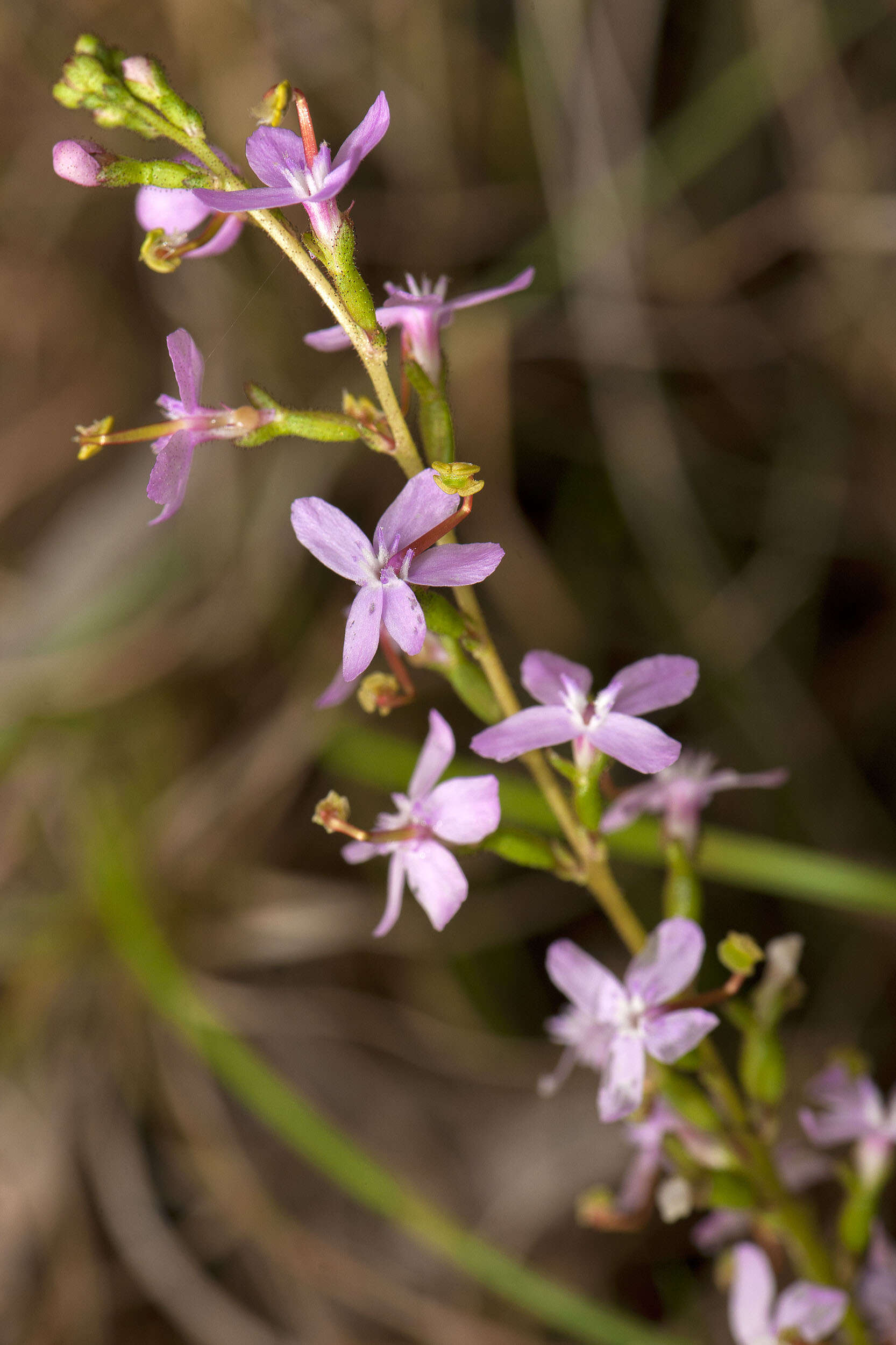 Image de Stylidium graminifolium Sw. ex Willd.