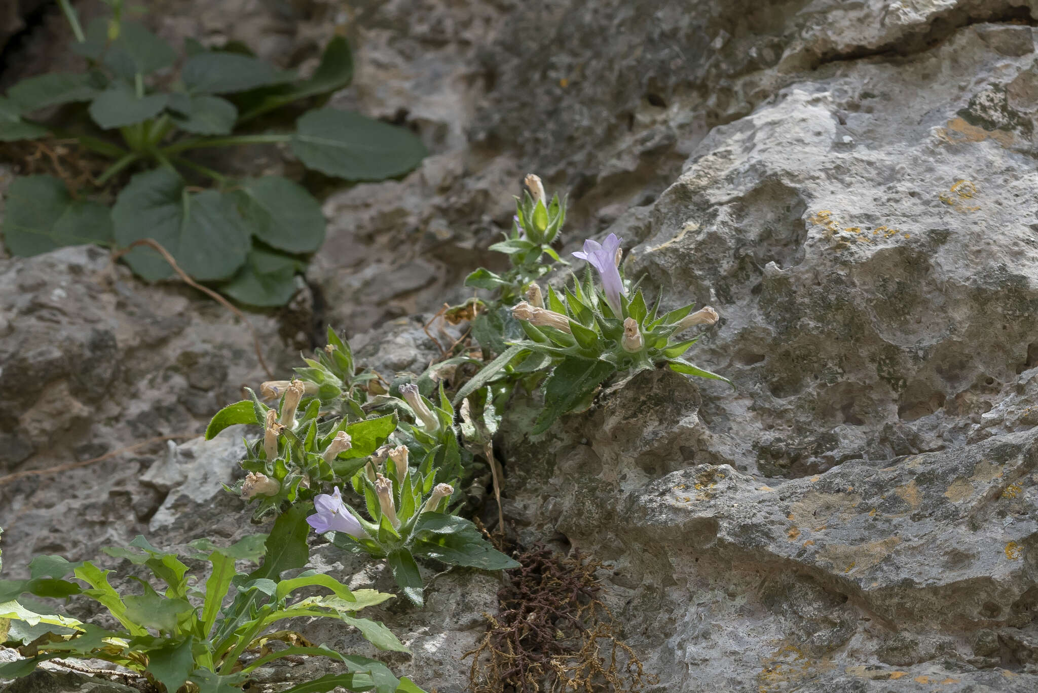 Image de Campanula hagielia Boiss.