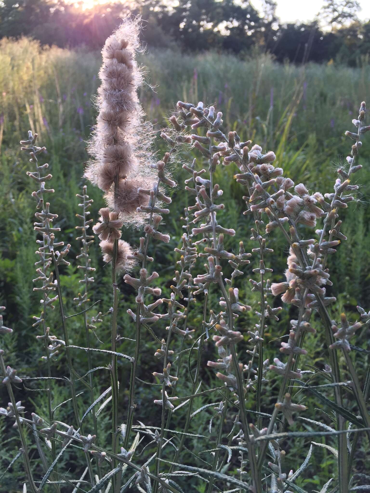 Image of Wand Blackroot