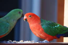 Image of Australian King Parrot