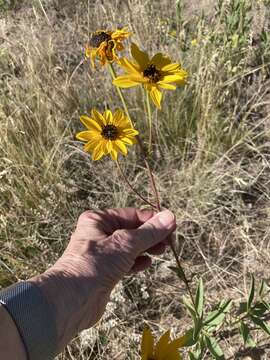 Image of stiff sunflower