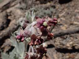 Imagem de Asclepias californica subsp. californica