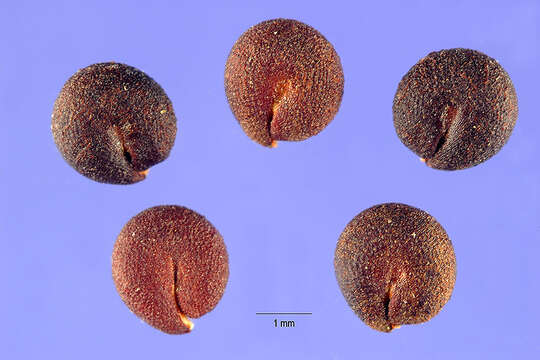 Слика од Polanisia dodecandra (L.) DC.