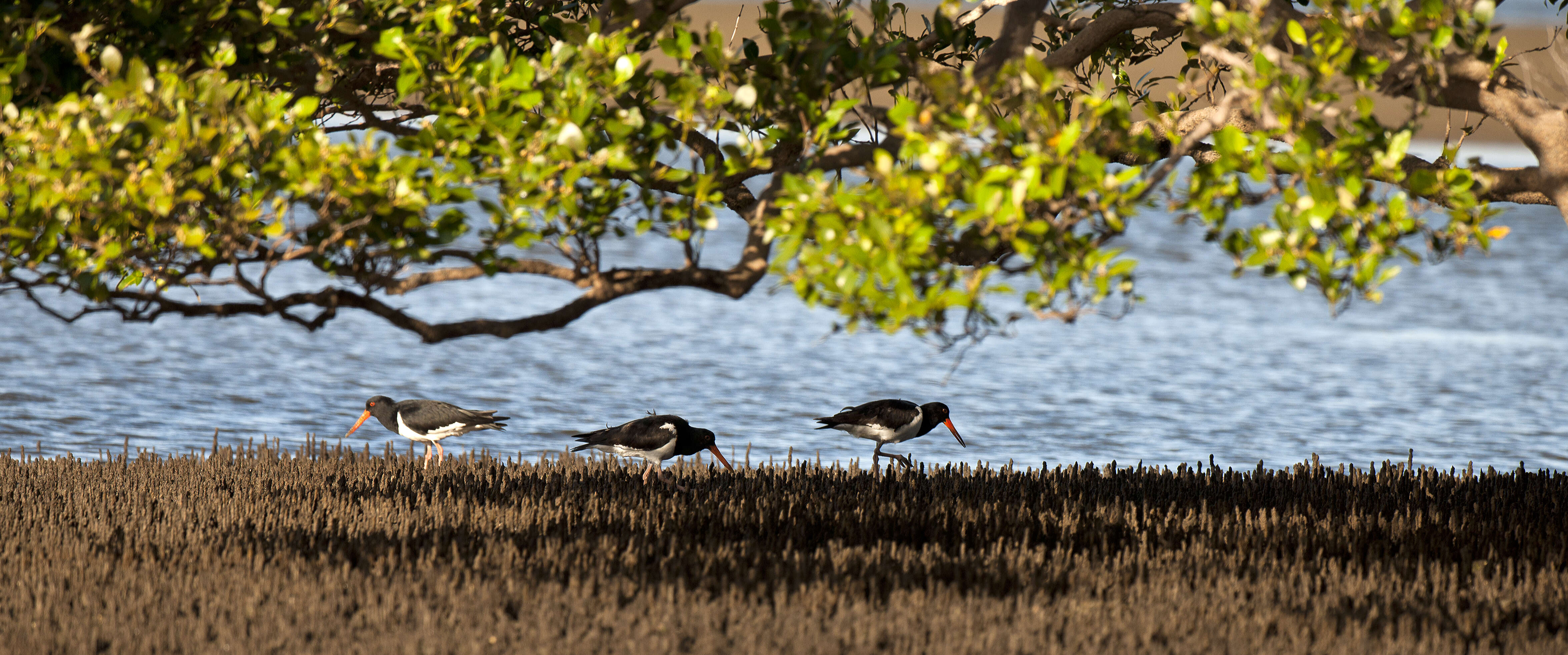 Image of Australian Pied Oystercatcher