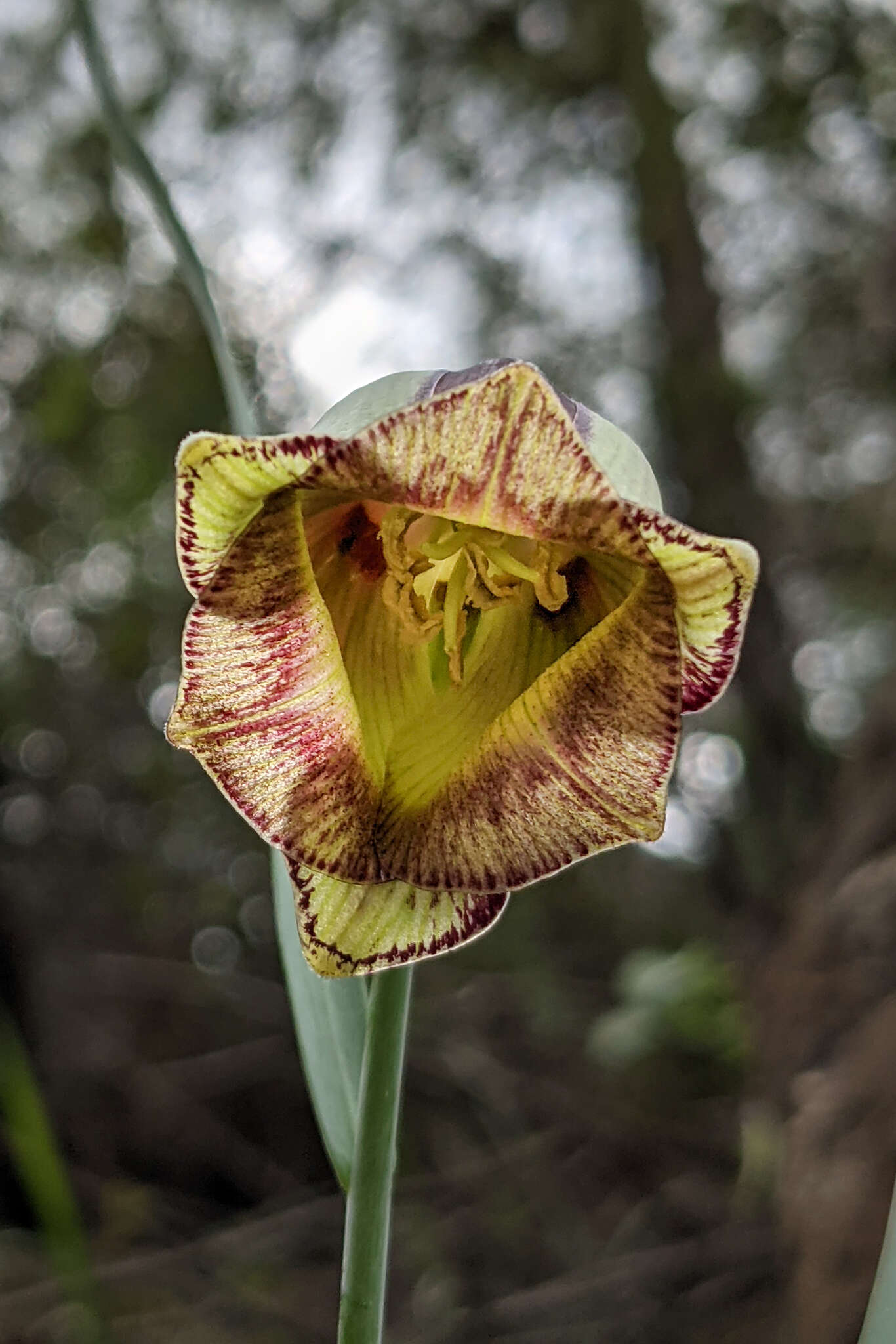 Image of Fritillaria acmopetala Boiss.