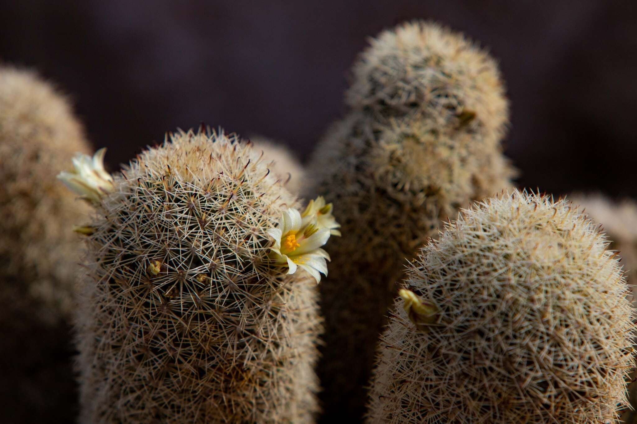 Image of Mammillaria dioica subsp. estebanensis (G. E. Linds.) D. R. Hunt