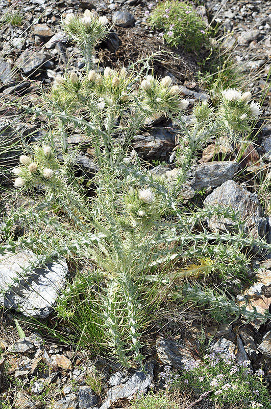 صورة Carduus carlinoides subsp. hispanicus (Kazmi) Franco