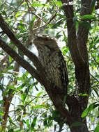 Image of Tawny Frogmouth