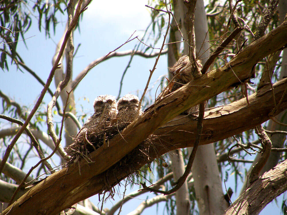 Image of frogmouths