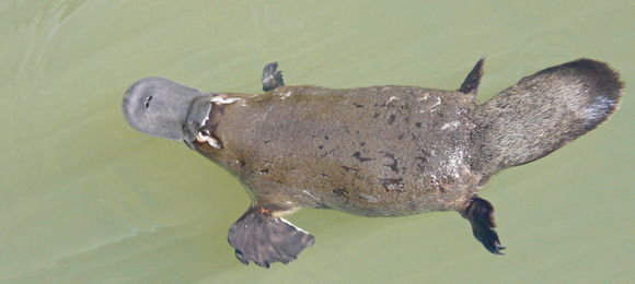 Image of Platypus