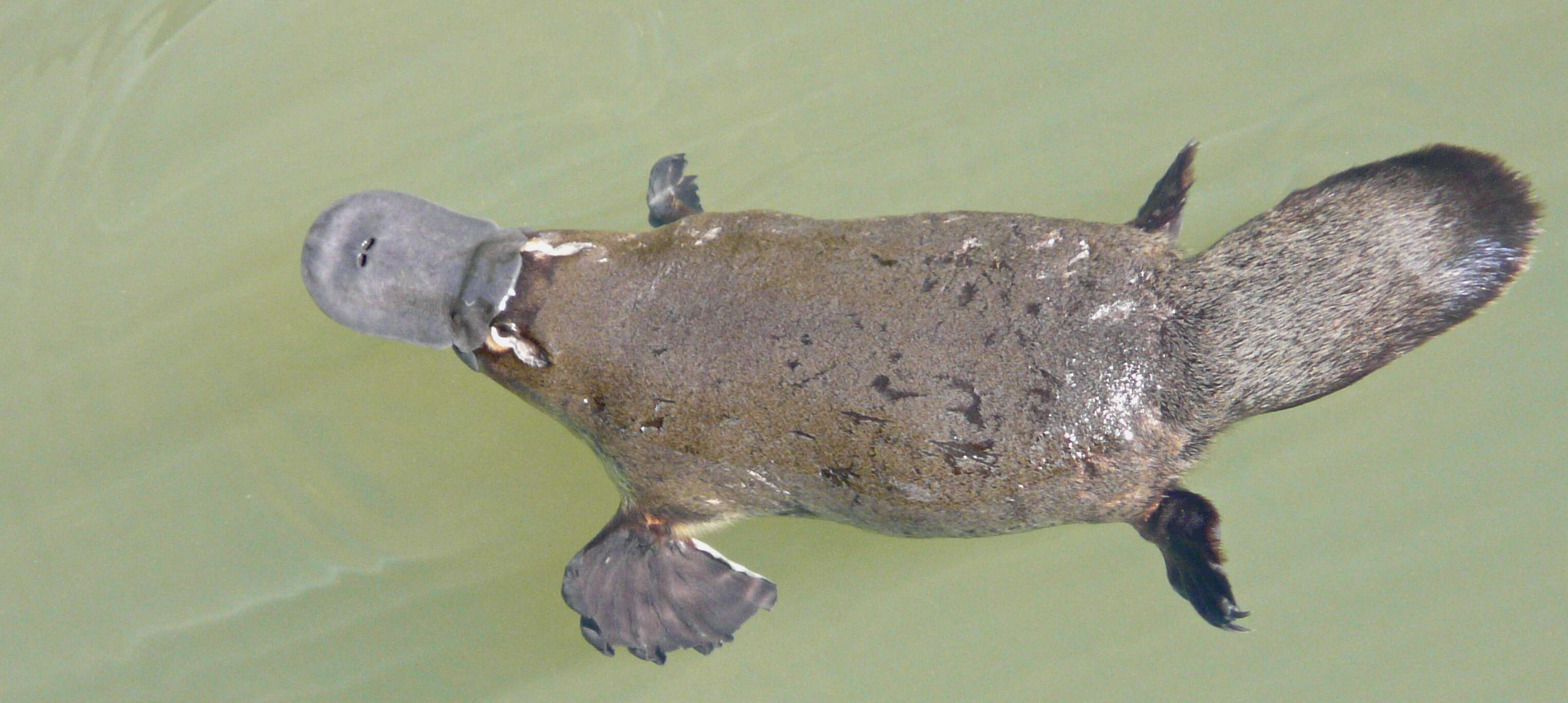 Image of platypus