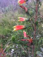 Image of Erica unicolor subsp. georgensis E. G. H. Oliv. & I. M. Oliv.