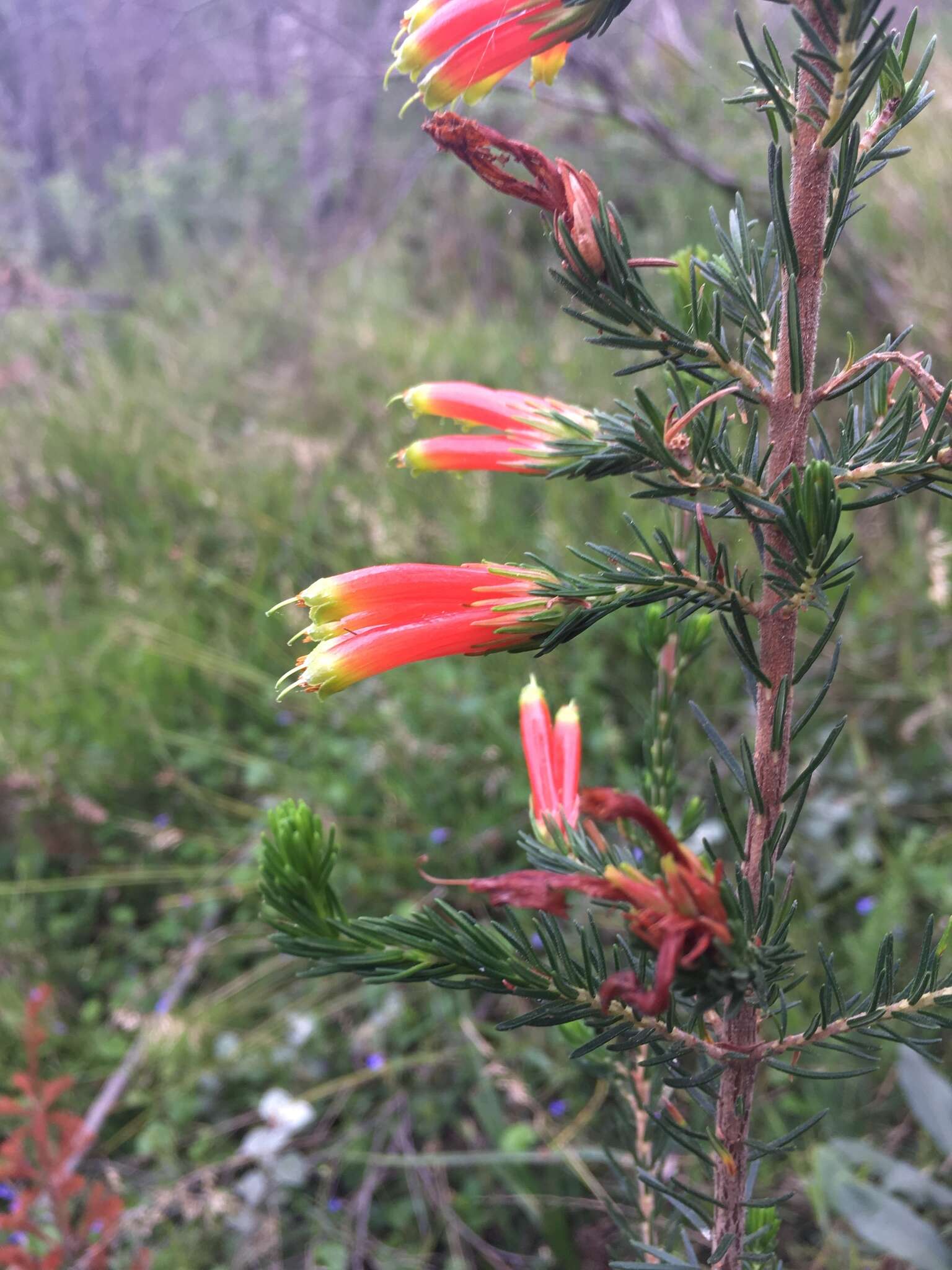 Image of Erica unicolor subsp. georgensis E. G. H. Oliv. & I. M. Oliv.