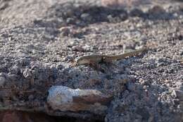 Image of Erhard's Wall Lizard