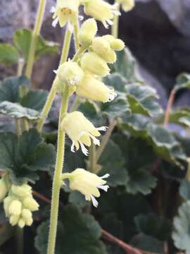 Image of coralbells