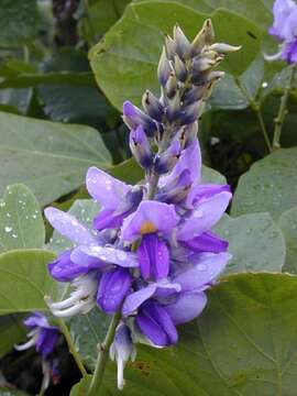 Image of kudzu