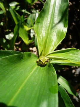 Sivun Litoria fallax (Peters 1880) kuva