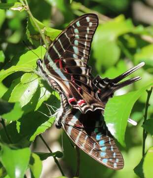 Image of Graphium colonna (Ward 1873)