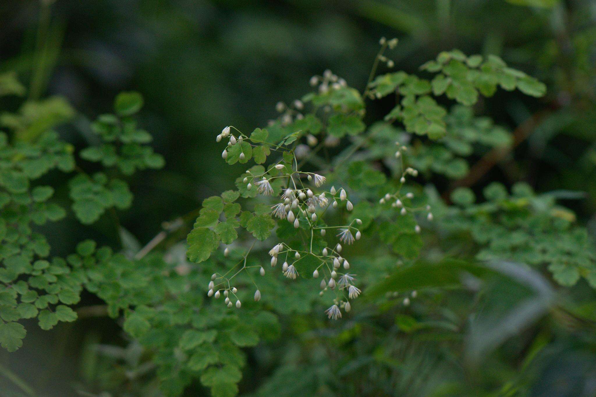 Image of Thalictrum foliolosum DC.