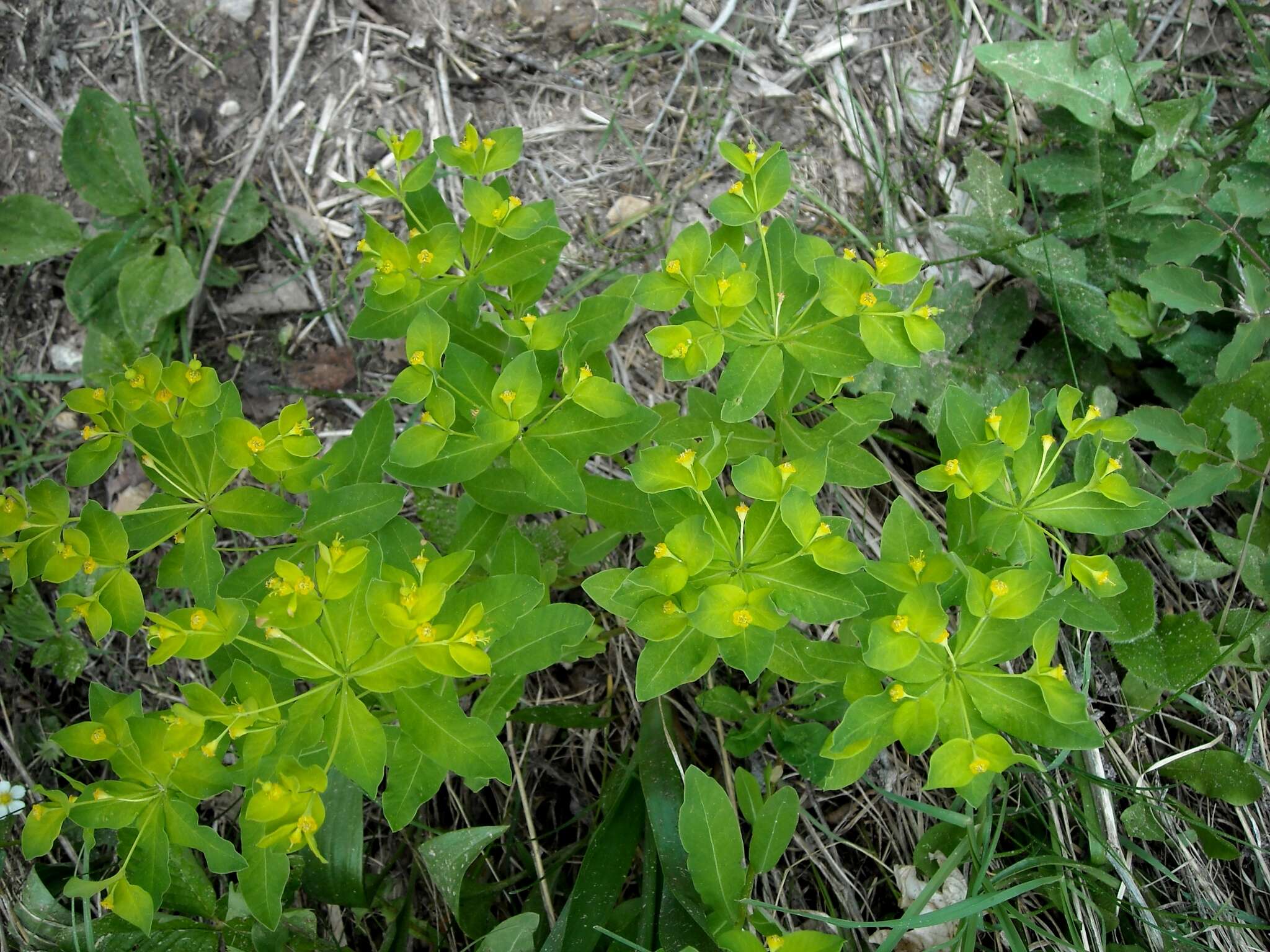 Image of Euphorbia carniolica Jacq.