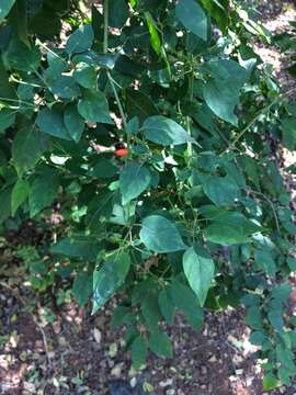 Image of Capsicum annuum var. glabriusculum (Dun.) Heiser & Pickersgill