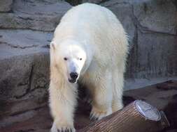 Imagem de urso-polar