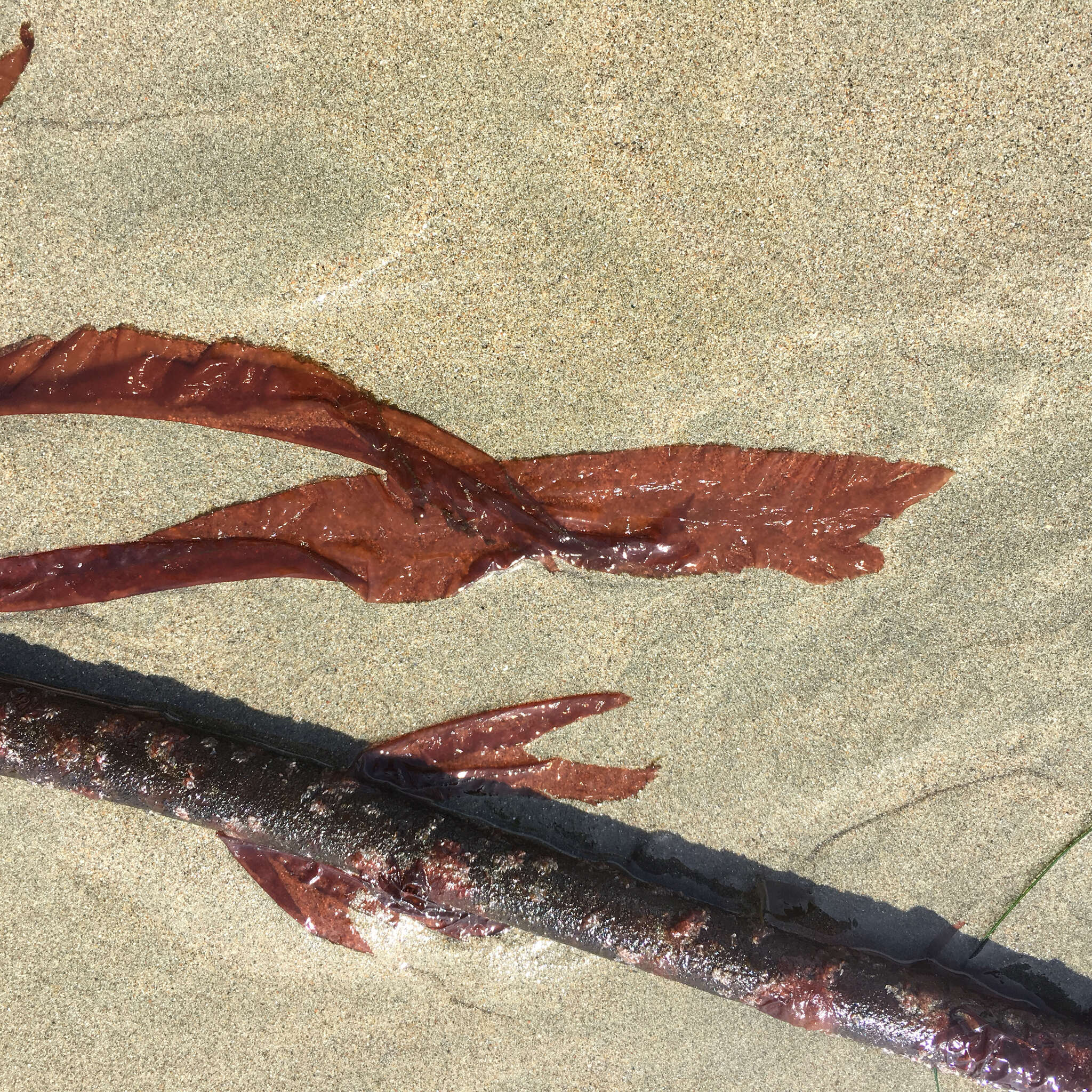 Image of Pyropia nereocystis