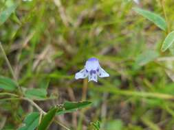 Image of Piedmont False Pimpernel