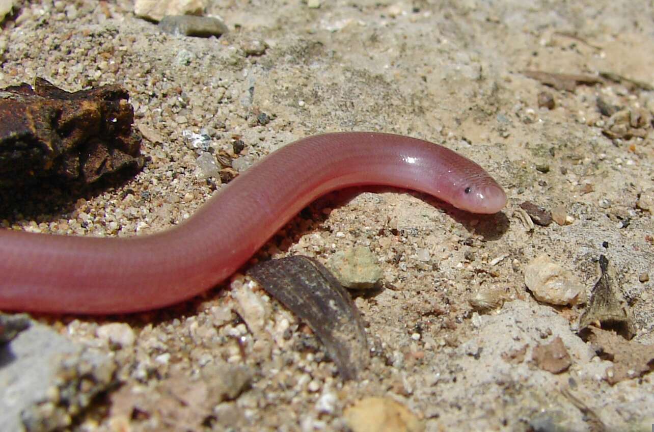 Image of Xerotyphlops Hedges, Marion, Lipp, Marin & Vidal 2014