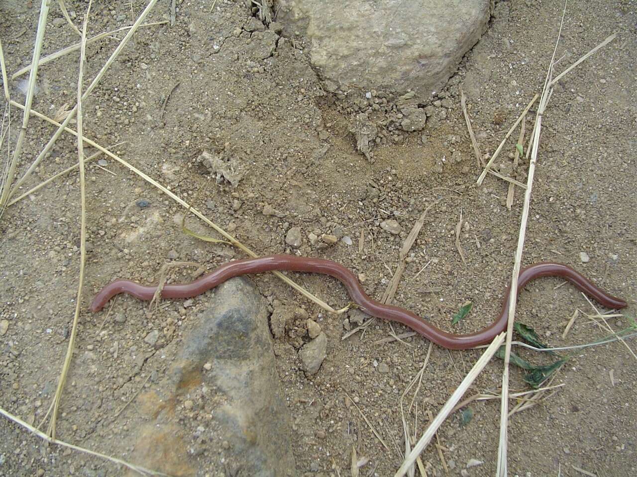 Image of Xerotyphlops Hedges, Marion, Lipp, Marin & Vidal 2014