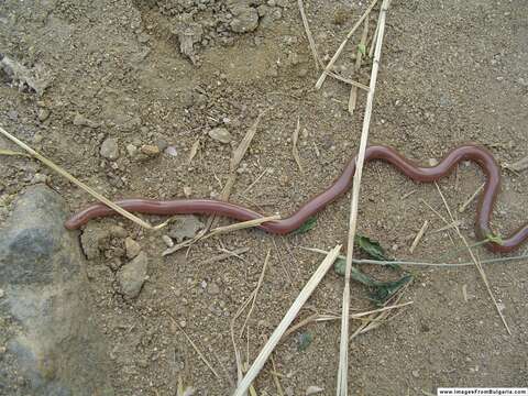 Image of Xerotyphlops Hedges, Marion, Lipp, Marin & Vidal 2014