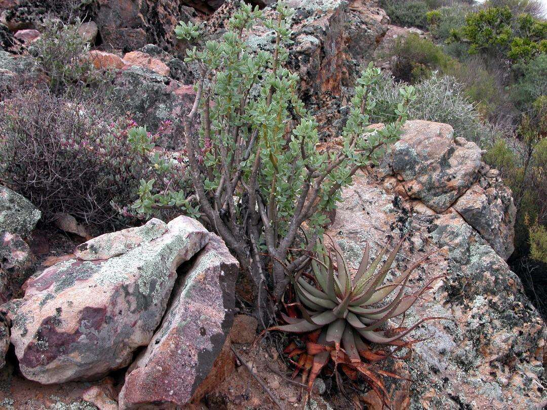 Imagem de Othonna cerarioides