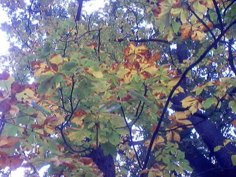 Image of horse-chestnut leaf miner