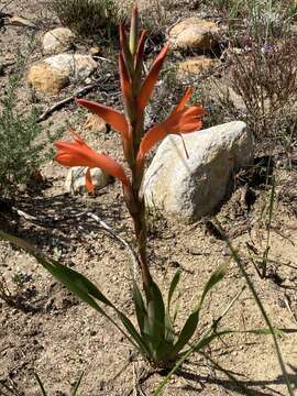 Imagem de Watsonia spectabilis Schinz