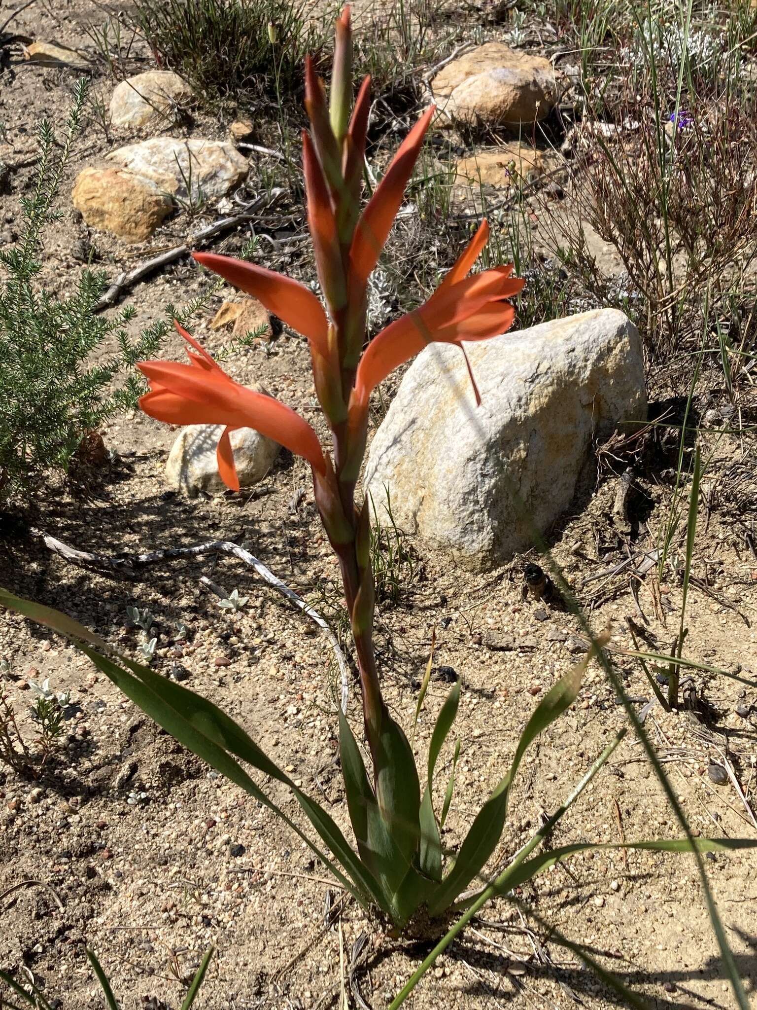 Слика од Watsonia spectabilis Schinz