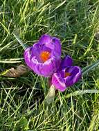 Image of Crocus neapolitanus (Ker Gawl.) Loisel.