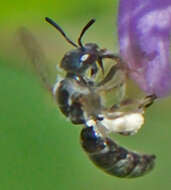 Image de Dufourea monardae (Viereck 1924)