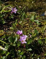 Claytonia sarmentosa C. A. Mey. resmi