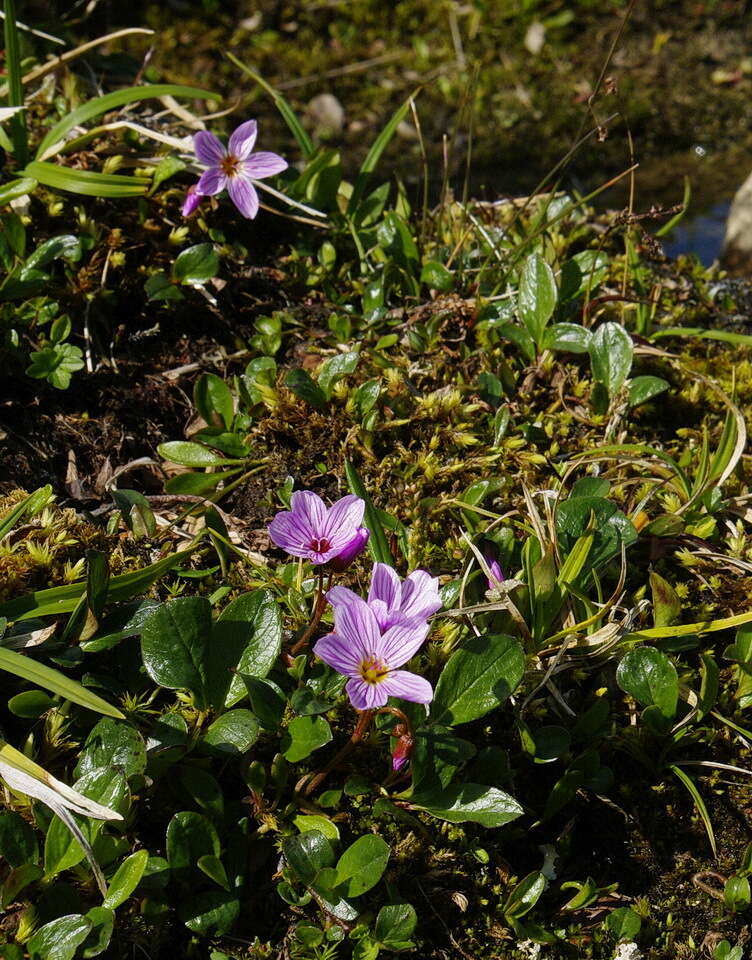 Claytonia sarmentosa C. A. Mey. resmi