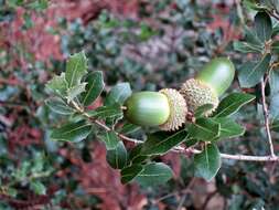 Image of Quercus calliprinos